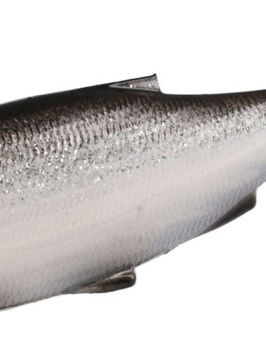 Mikado Perfect Roach 5cm Shiny Bleak